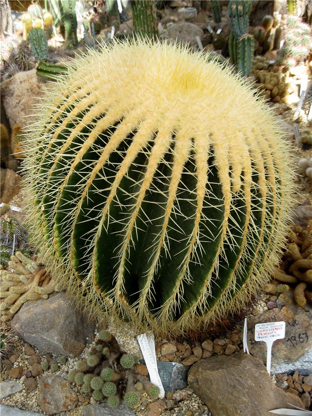 Echinocactus grusonii